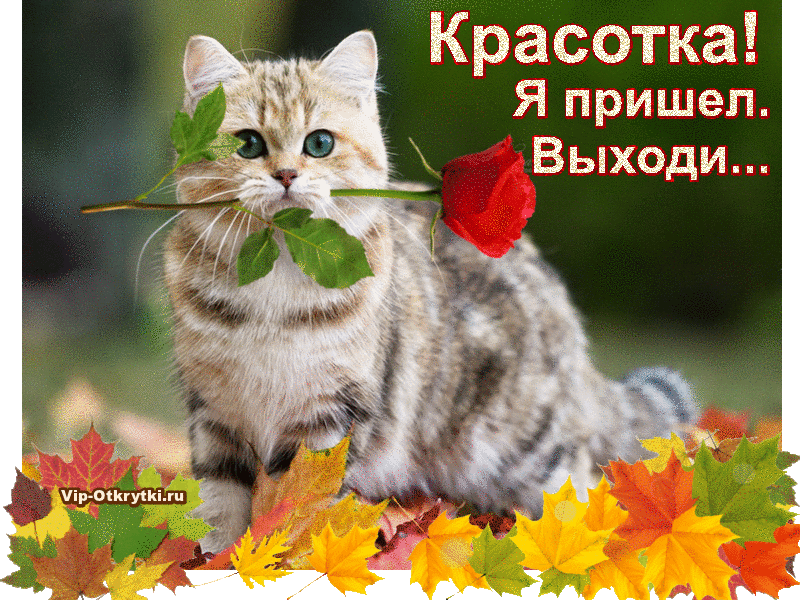 Для тебя красотка, кот, осень