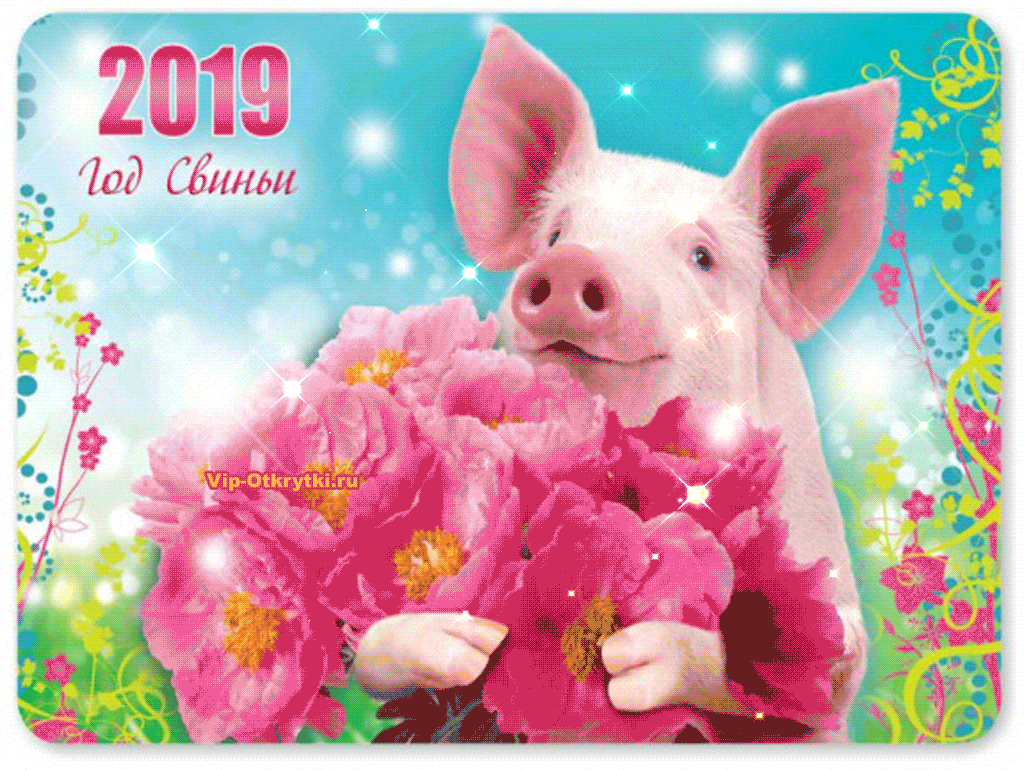 2019 год свиньи