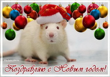 Поздравляю с Новым годом крысы