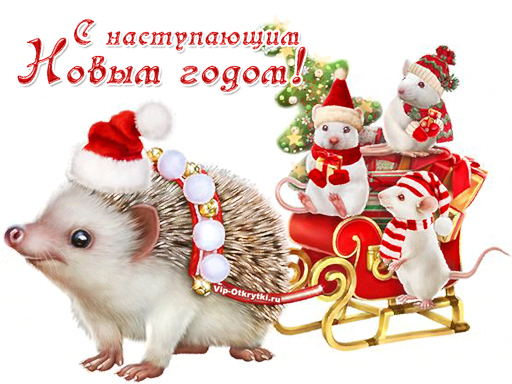 С наступающим Новым годом крысы